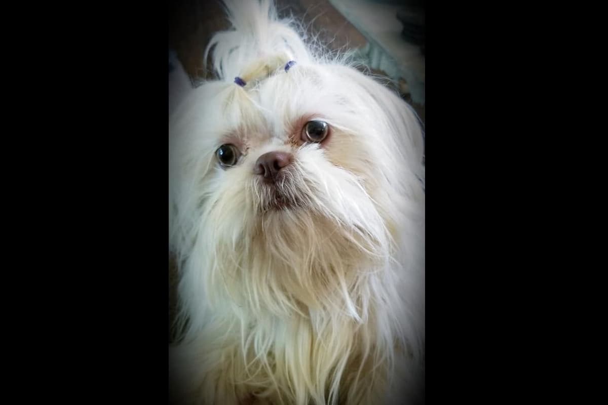 Shih Tzu Puppies breeder image 6