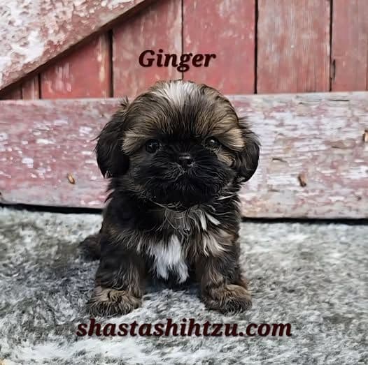 Shih Tzu Puppies media 2