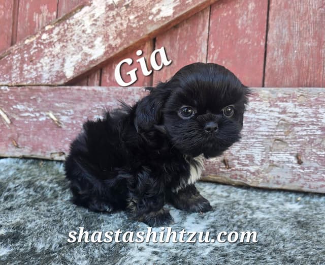 Shih Tzu Puppies media 3