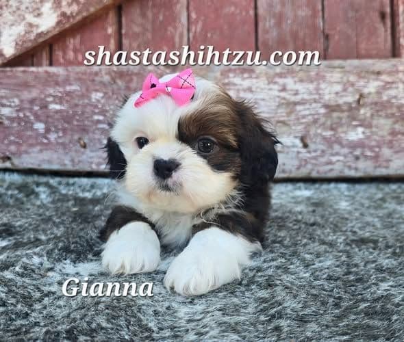 Shih Tzu Puppies media 4