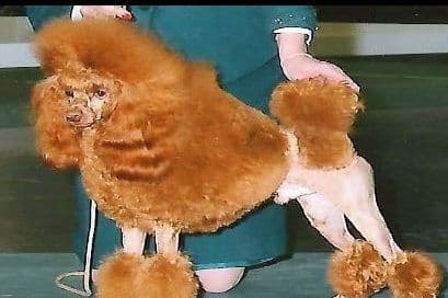 Poodle Puppies 253-249-1680 breeder image 1