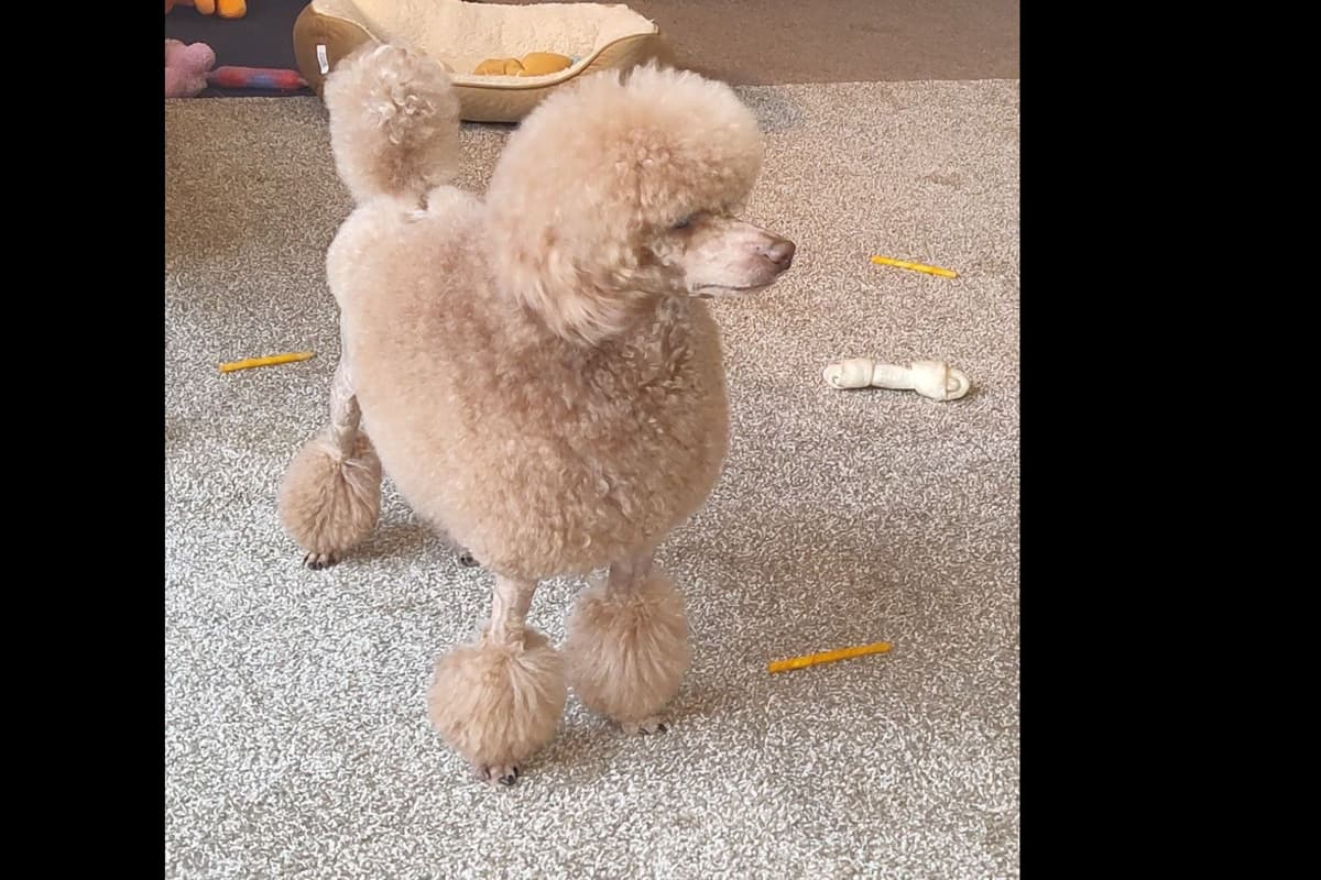 Poodle Puppies 253-249-1680 breeder image 2