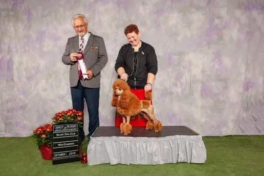 Poodle Puppies 253-249-1680 breeder image 7