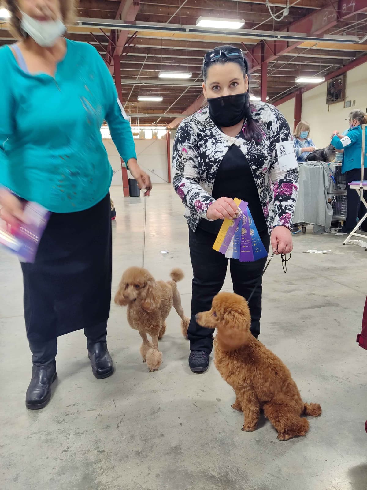 Poodle Puppies 253-249-1680 breeder image 9