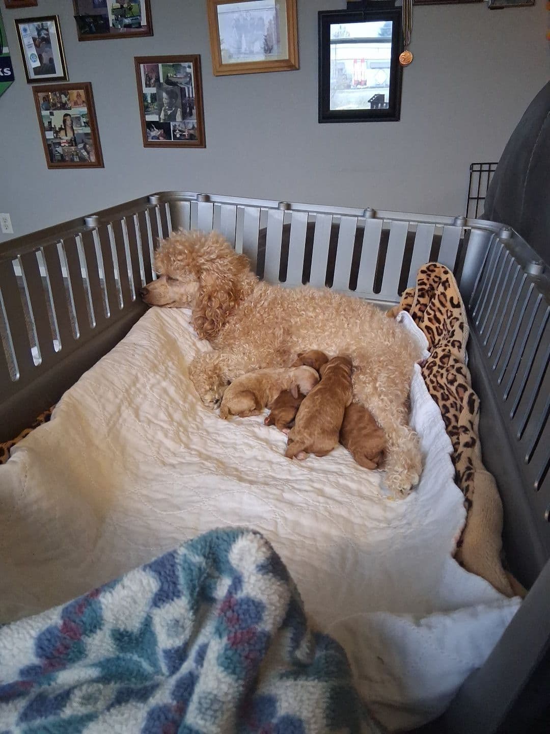 Poodle Puppies 253-249-1680 breeder image 10