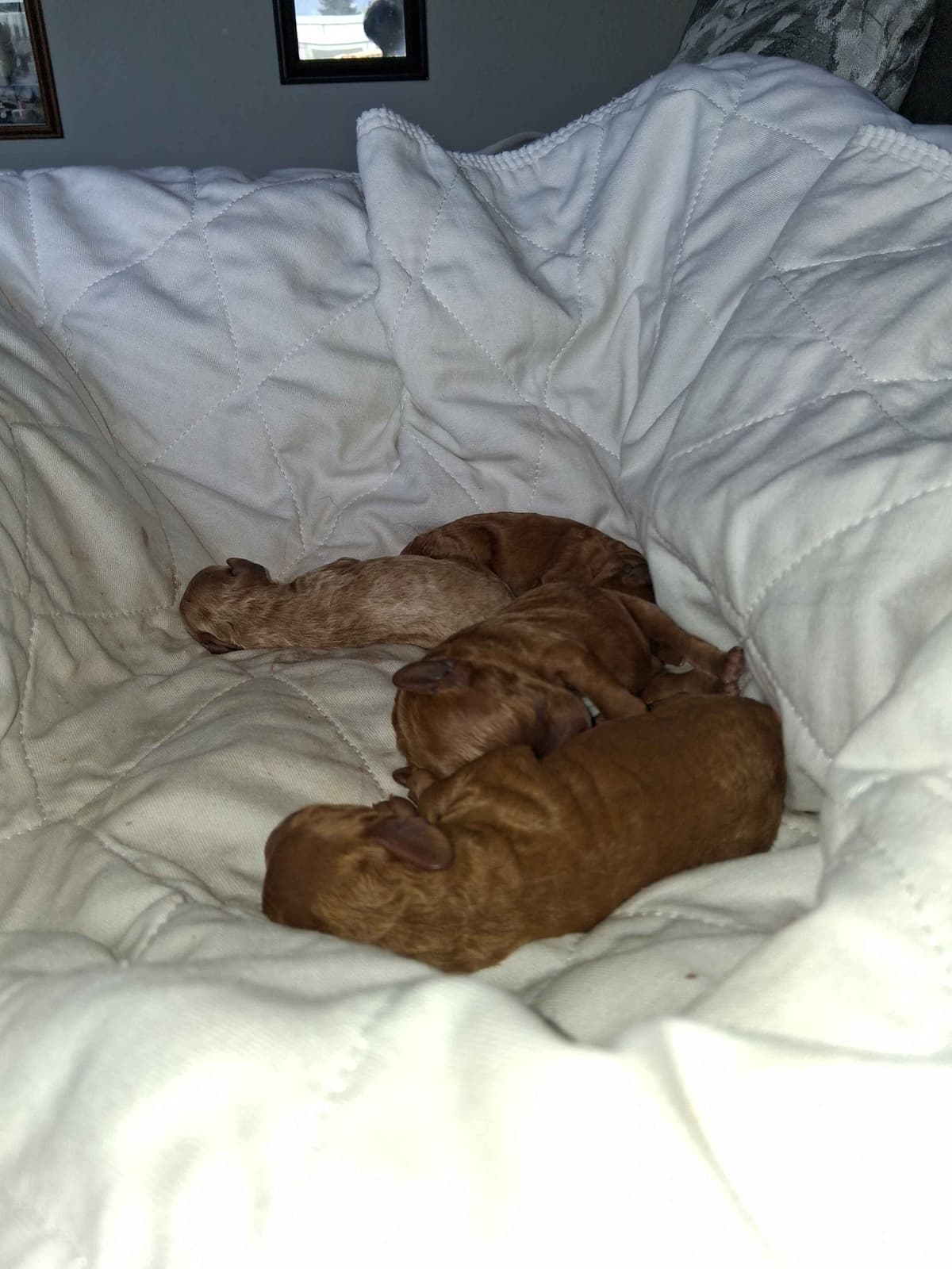 Poodle Puppies 253-249-1680 breeder image 11