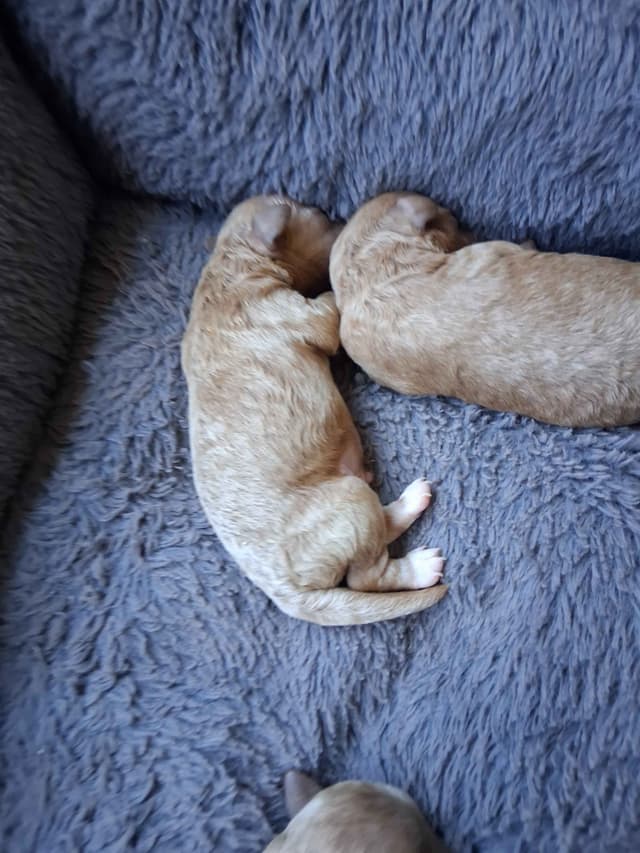 Poodle Puppies 253-249-1680 media 4
