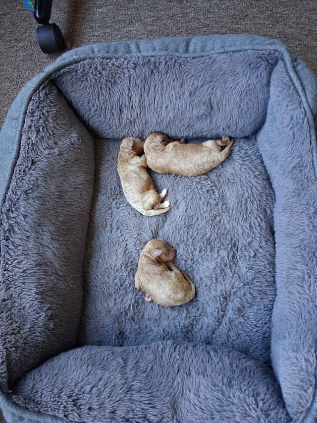Poodle Puppies 253-249-1680 media 5