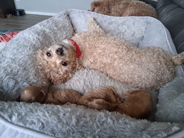 Poodle Puppies 253-249-1680 media 3