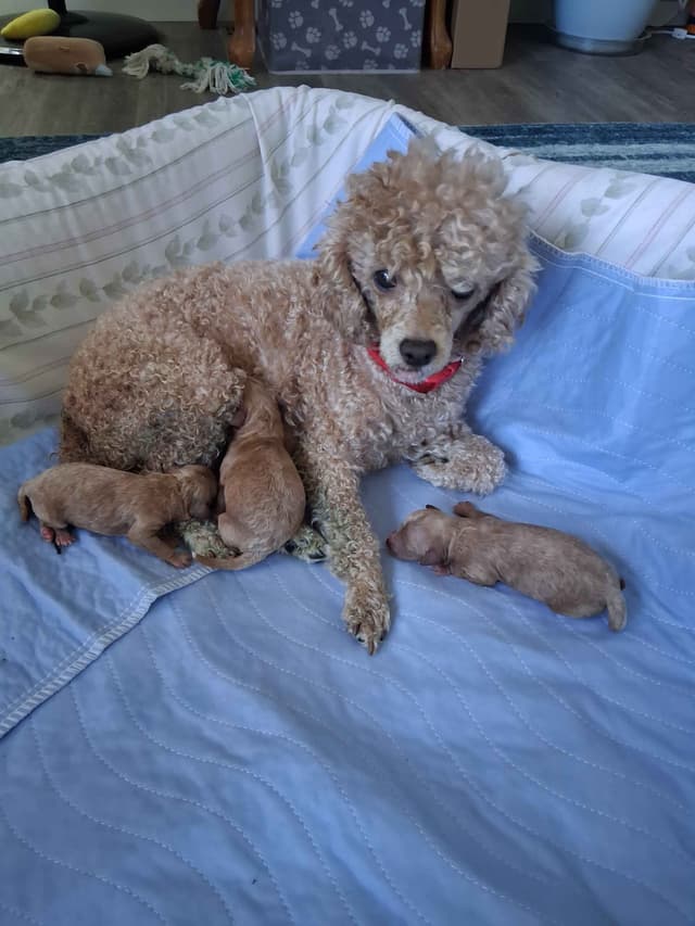 Poodle Puppies 253-249-1680 media 6