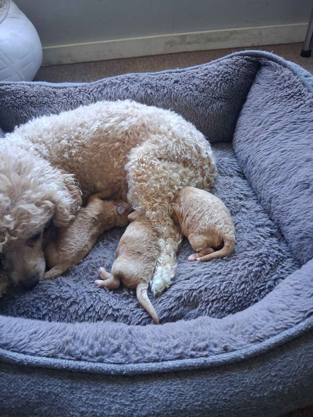 Poodle Puppies 253-249-1680 media 7