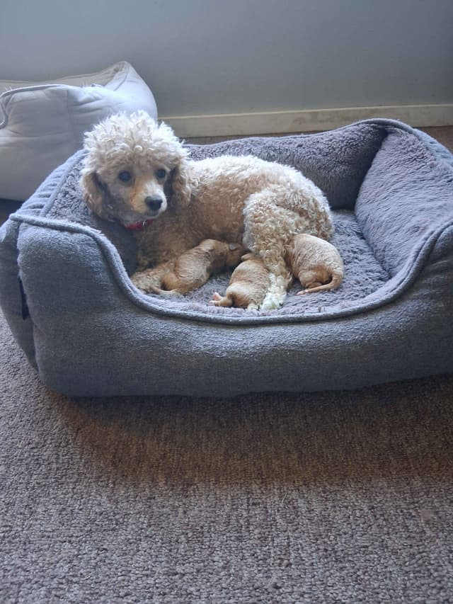 Poodle Puppies 253-249-1680 media 8