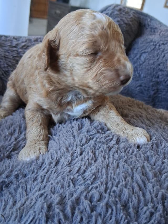 Poodle Puppies 253-249-1680 media 9