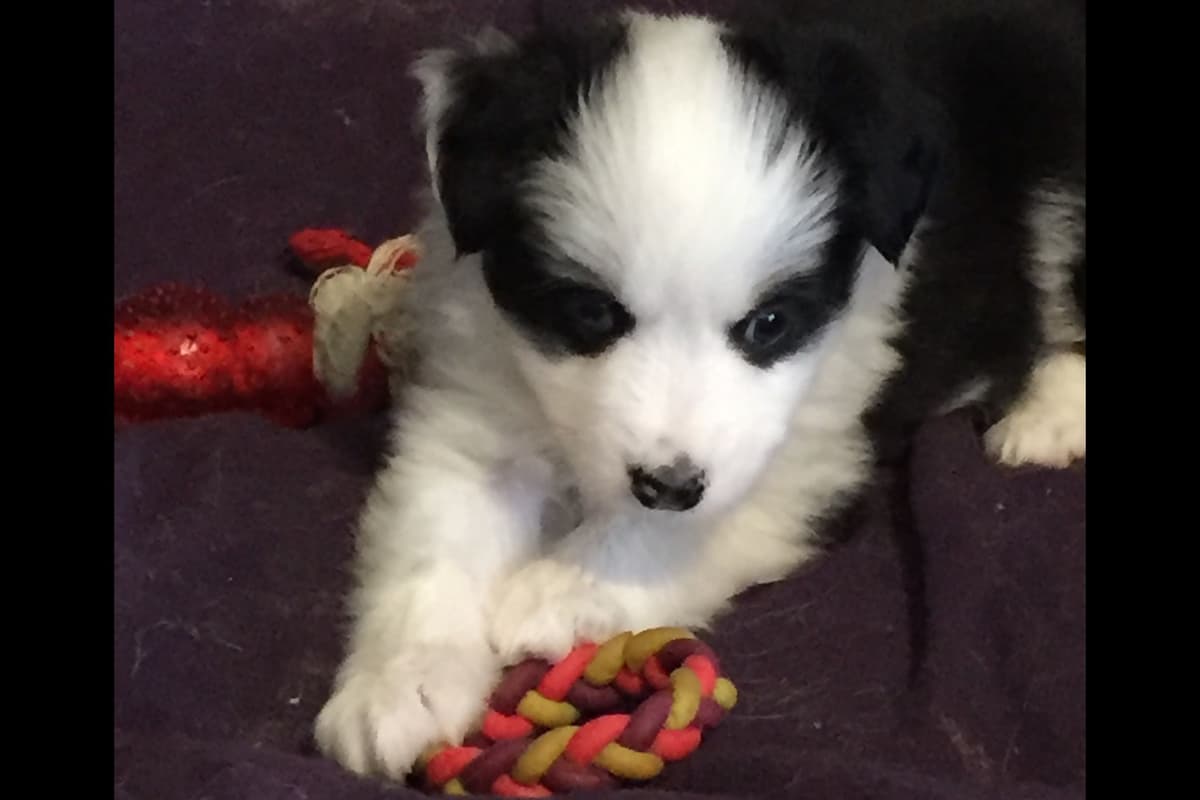 Miniature American Shepherd Puppies breeder image 2