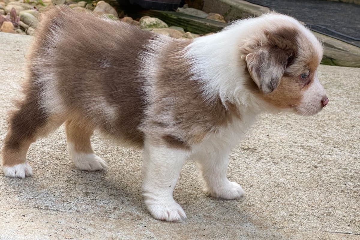 Miniature American Shepherd Puppies breeder image 3