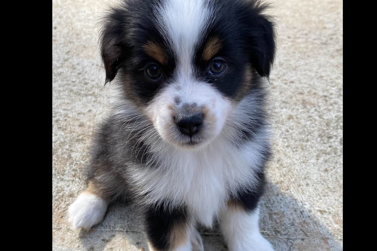 Miniature American Shepherd Puppies breeder image 4
