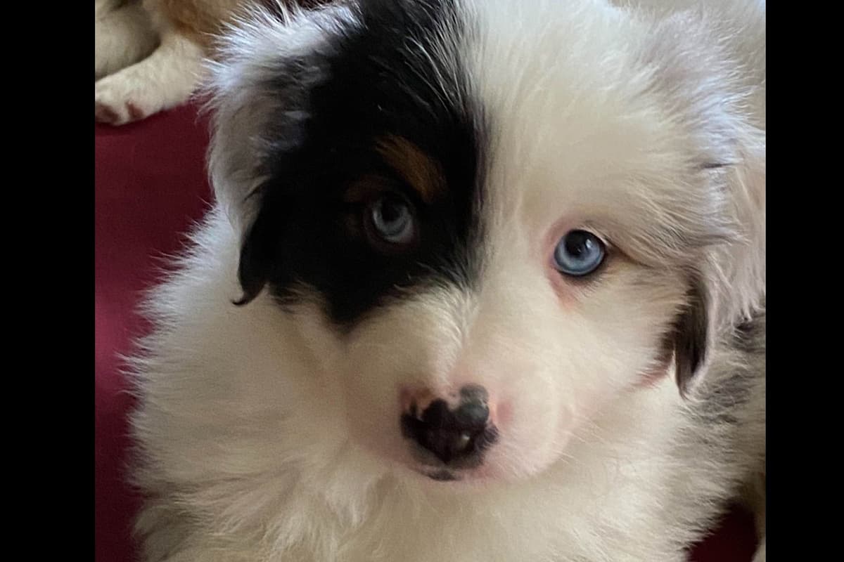 Miniature American Shepherd Puppies breeder image 5