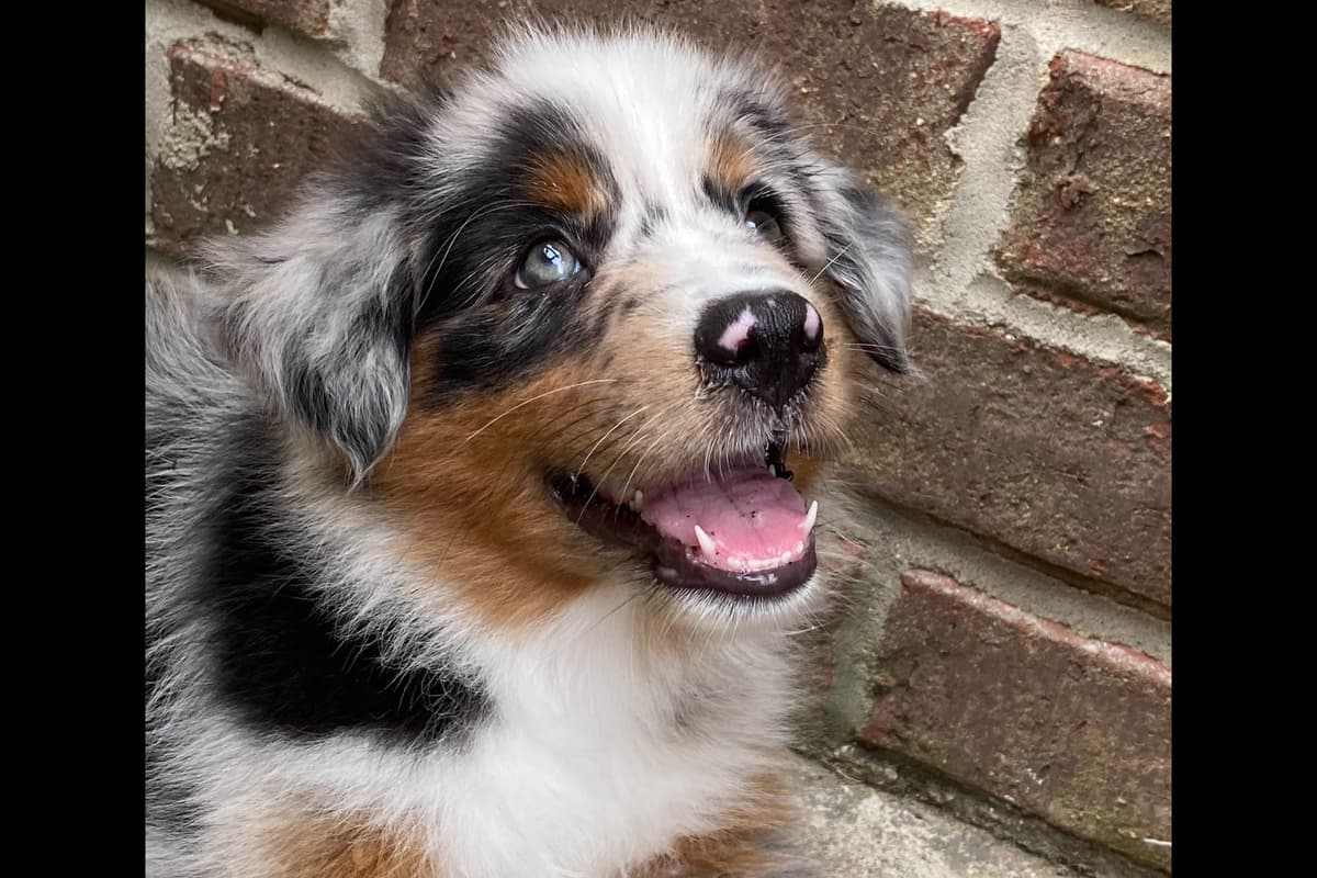 Miniature American Shepherd Puppies breeder image 6
