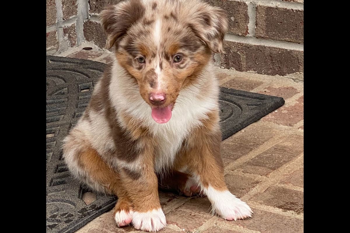Miniature American Shepherd Puppies breeder image 7