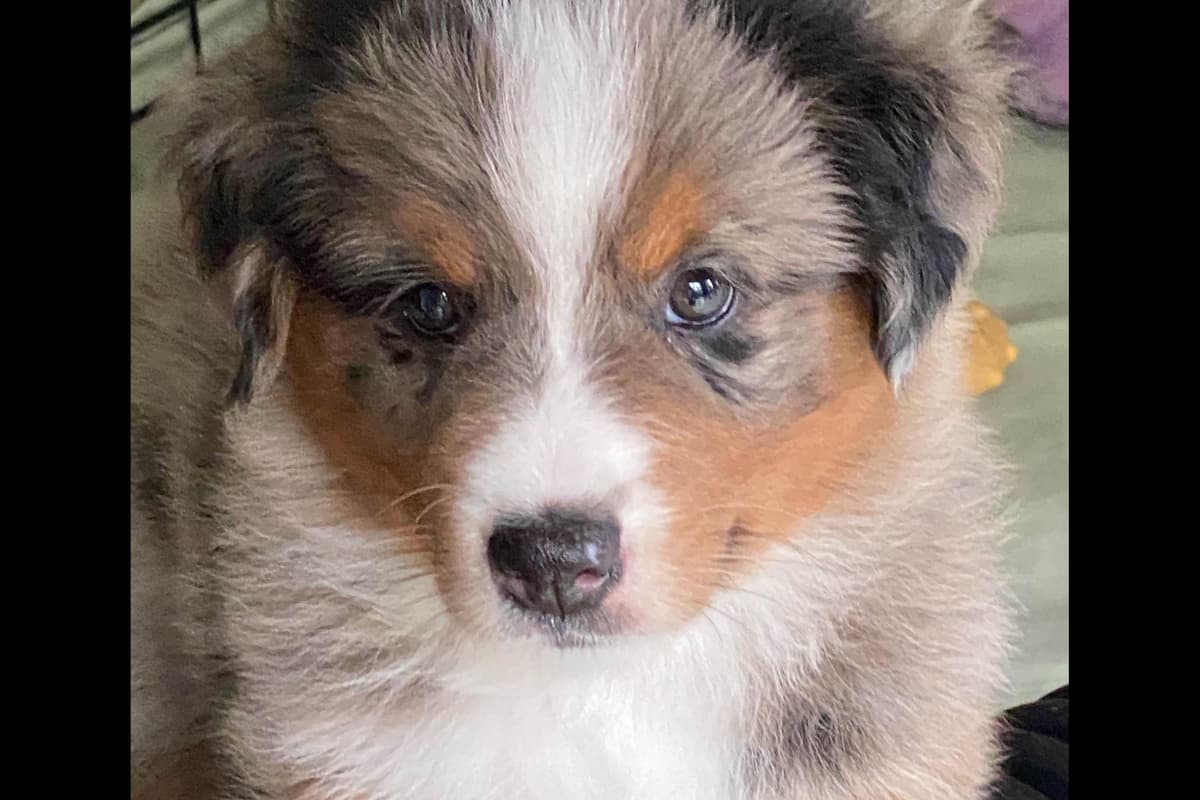 Miniature American Shepherd Puppies breeder image 8