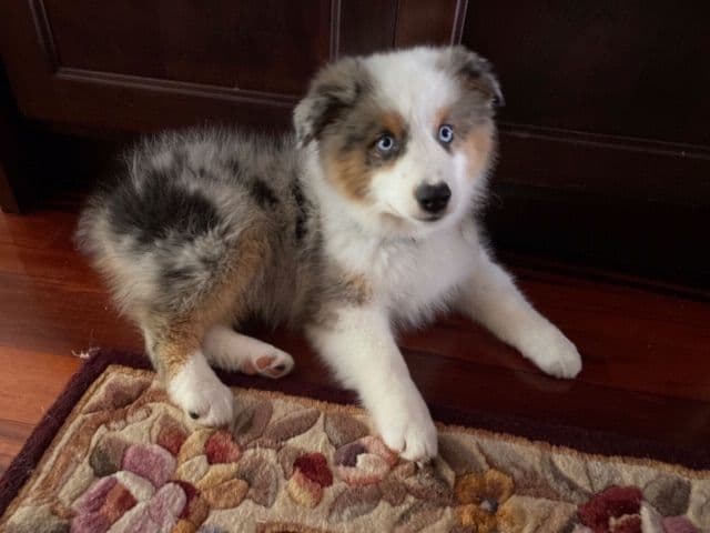 Miniature American Shepherd Puppies breeder image 1