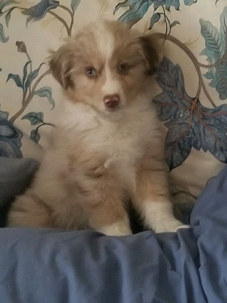 Miniature American Shepherd Puppies breeder image 9
