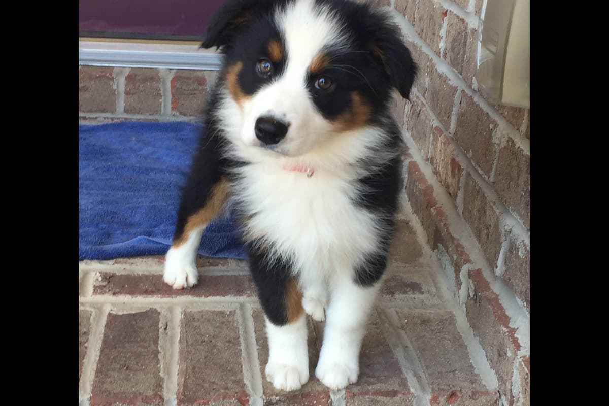Miniature American Shepherd Puppies breeder image 10