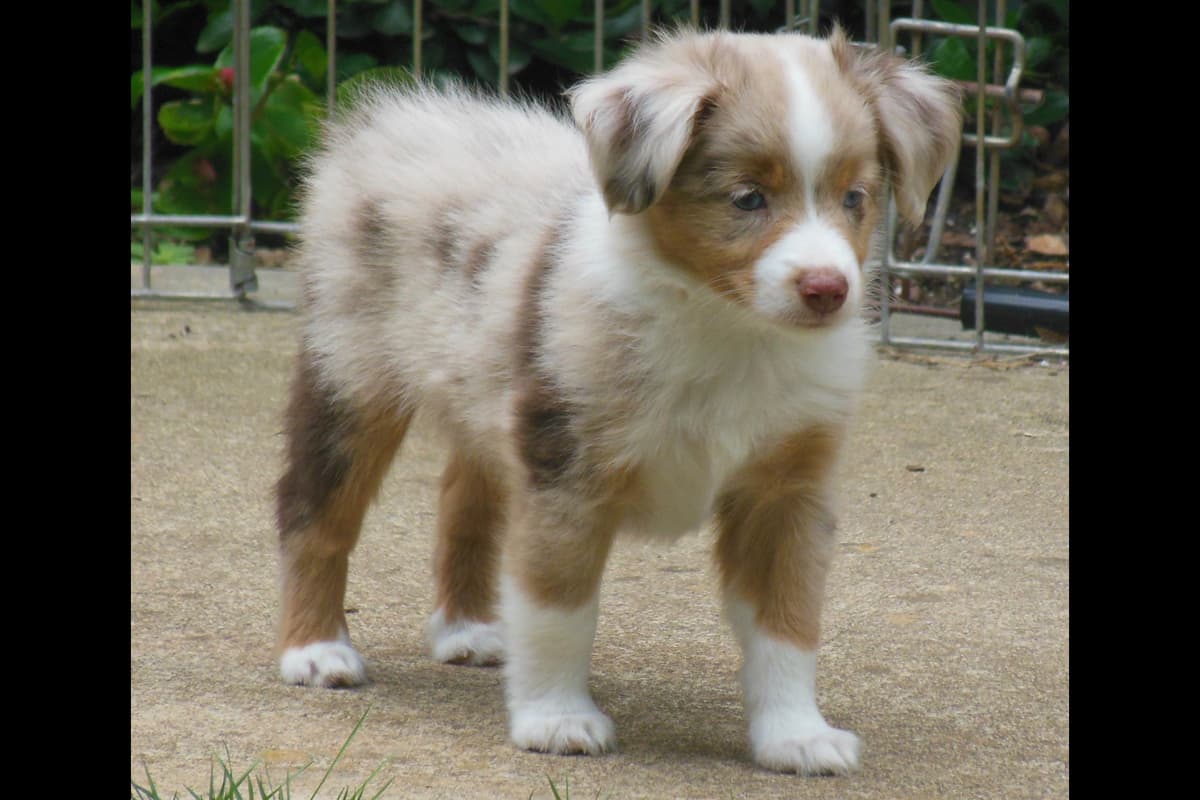 Miniature American Shepherd Puppies breeder image 11