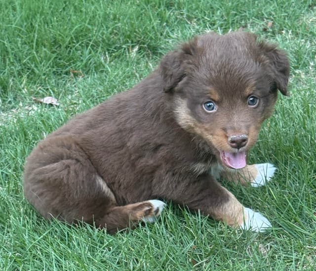 Miniature American Shepherd Puppies media 2