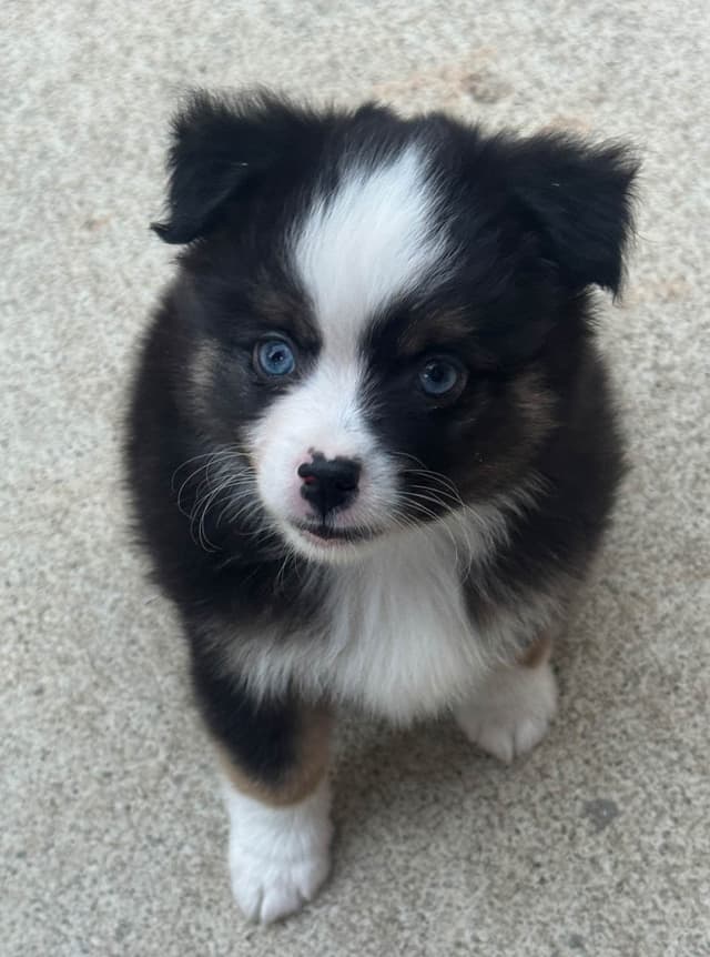Miniature American Shepherd Puppies media 4