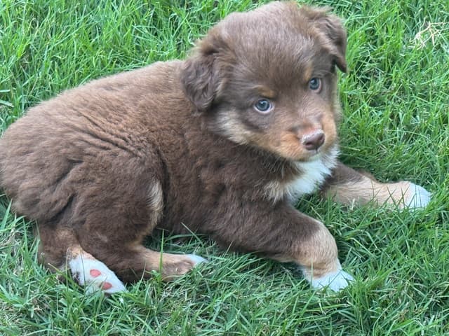 Miniature American Shepherd Puppies media 6