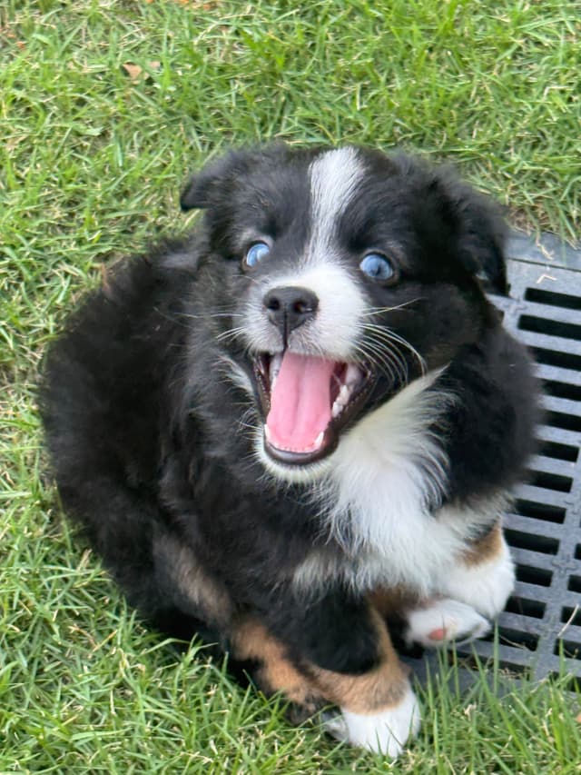 Miniature American Shepherd Puppies media 7