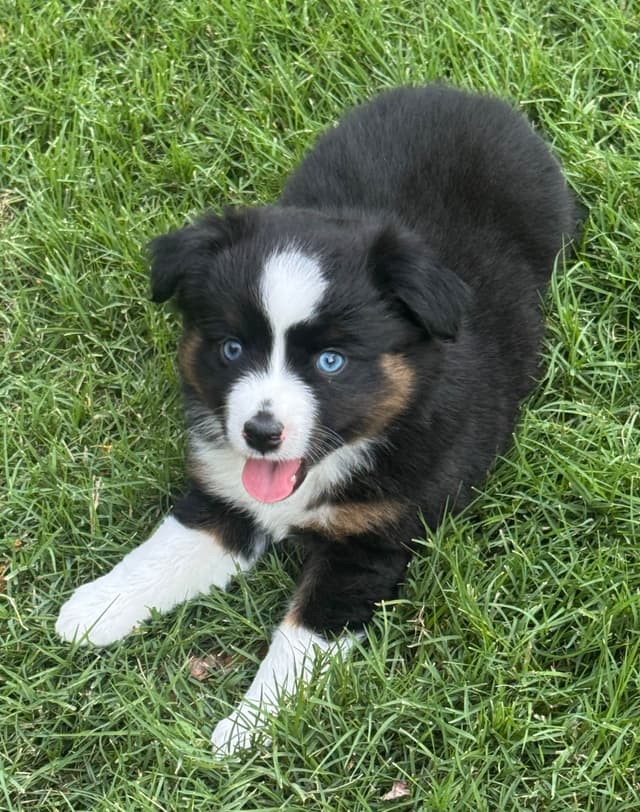 Miniature American Shepherd Puppies media 8