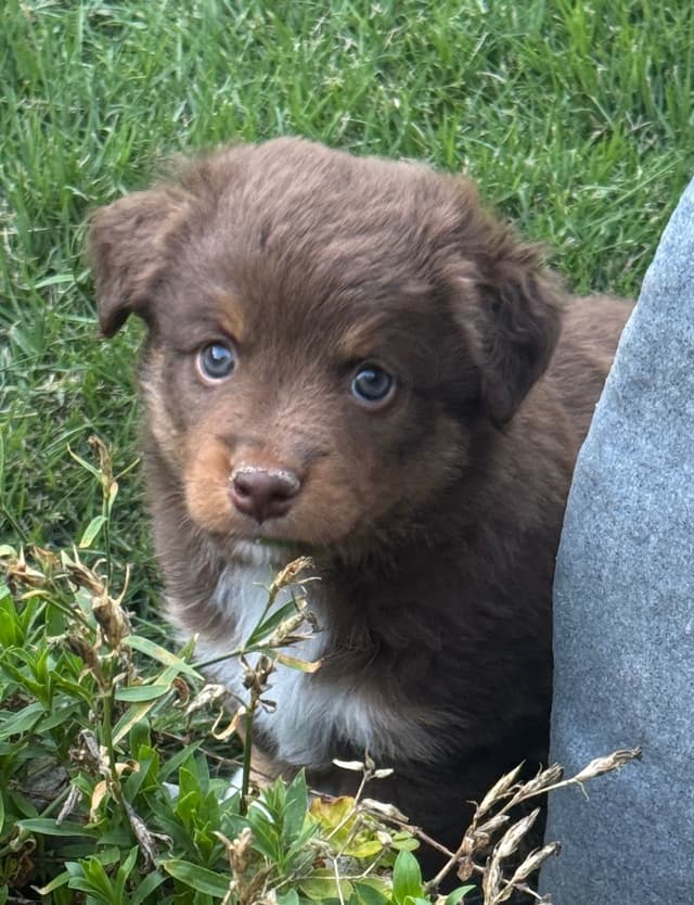 Miniature American Shepherd Puppies media 10