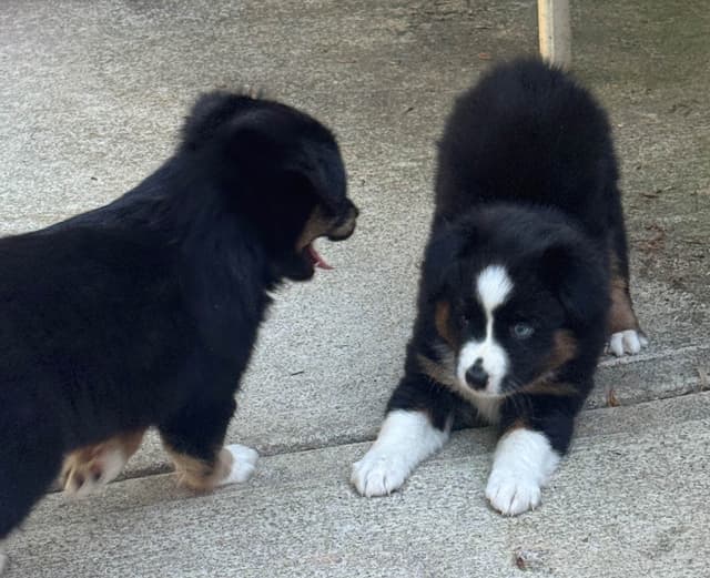 Miniature American Shepherd Puppies media 11