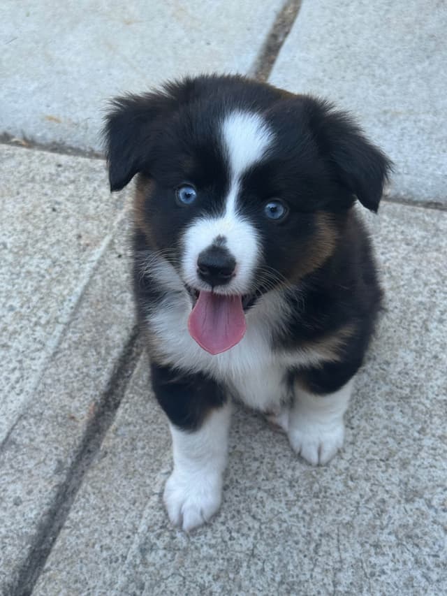 Miniature American Shepherd Puppies media 12