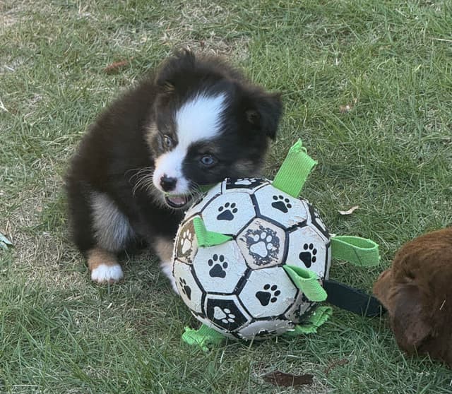 Miniature American Shepherd Puppies media 13