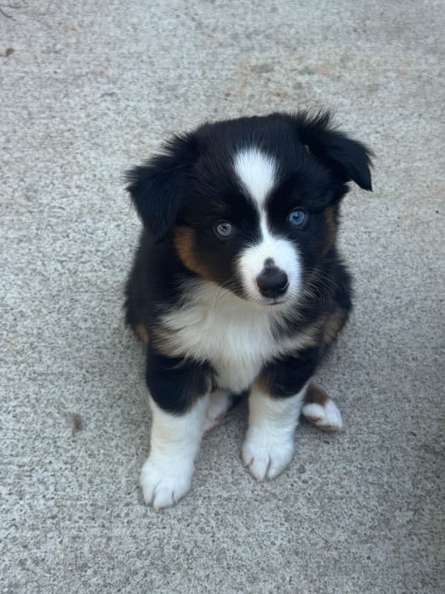 Miniature American Shepherd Puppies media 14