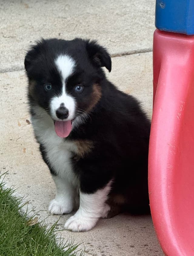 Miniature American Shepherd Puppies media 15