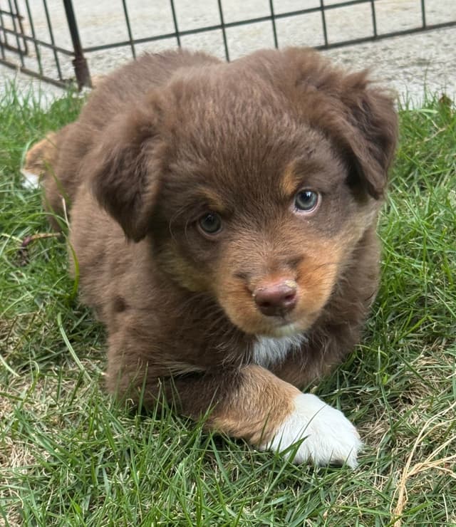 Miniature American Shepherd Puppies media 16