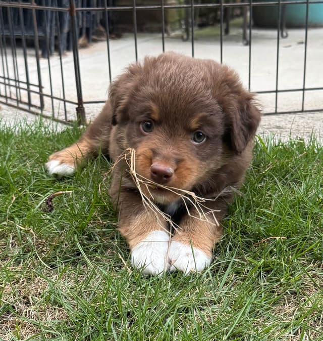 Miniature American Shepherd Puppies media 17