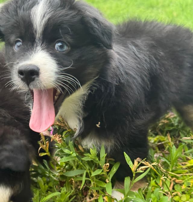 Miniature American Shepherd Puppies media 18