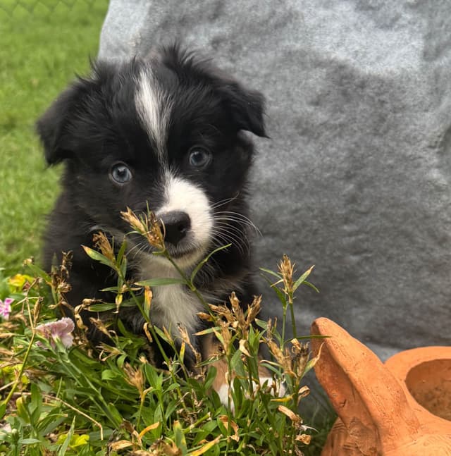 Miniature American Shepherd Puppies media 19