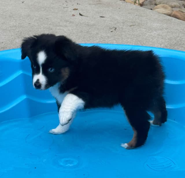 Miniature American Shepherd Puppies media 21