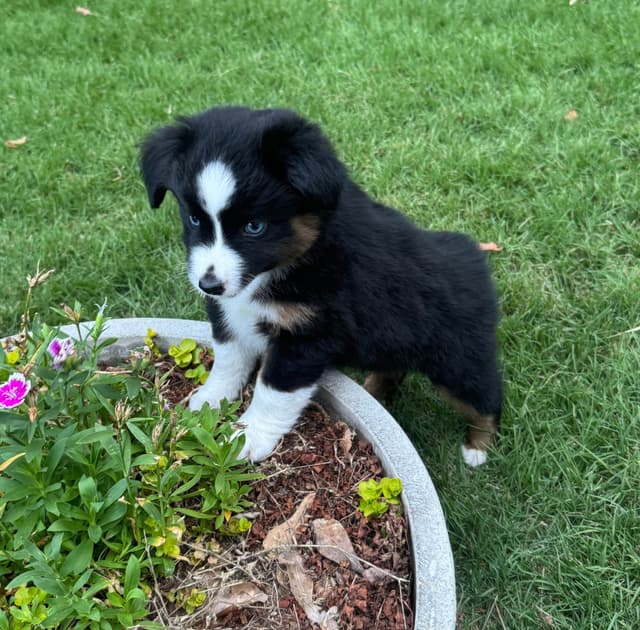 Miniature American Shepherd Puppies media 22