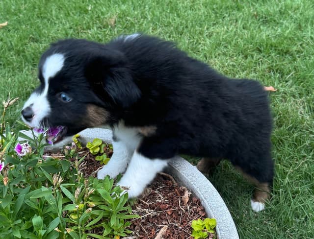 Miniature American Shepherd Puppies media 23