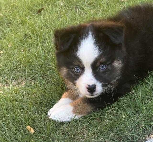 Miniature American Shepherd Puppies media 24
