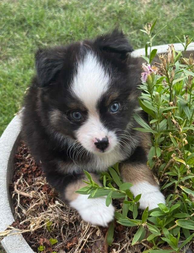 Miniature American Shepherd Puppies media 25