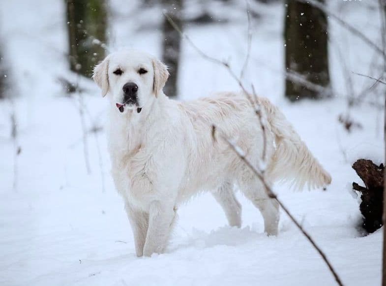 Golden Retriever Puppies breeder image 1