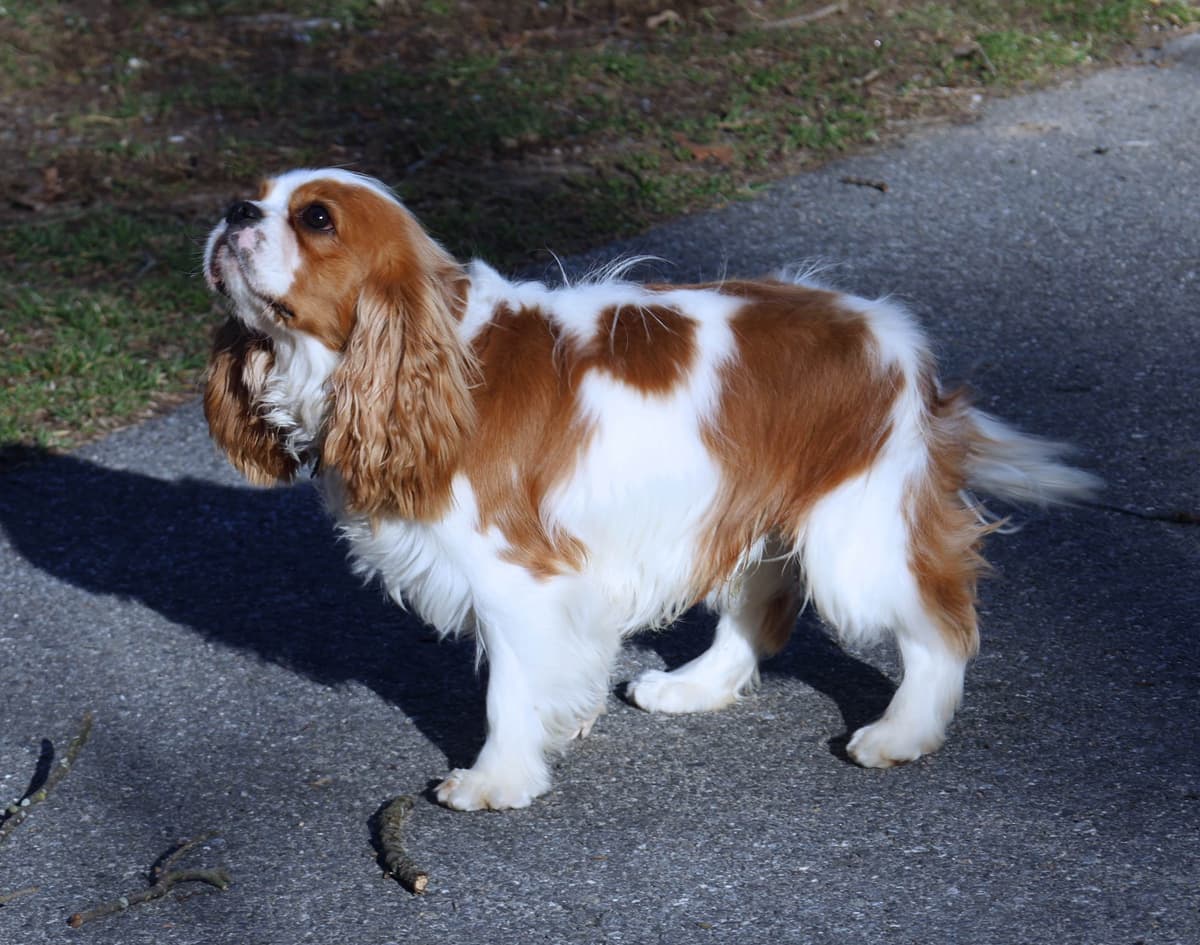 Golden Retriever Puppies breeder image 5